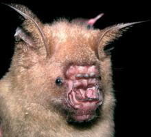 Hipposideros pendleburyi.png