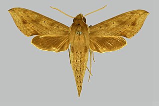 <i>Hippotion irregularis</i> Species of moth