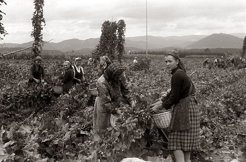 File:Hmeljarji Savinjske doline so pričeli svojo veliko žetev 1957.jpg