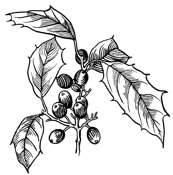 File:Holly (PSF).png