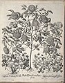 copper engraving print 1640 b/w