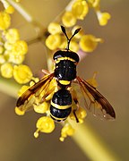 Ceriana vespiformis