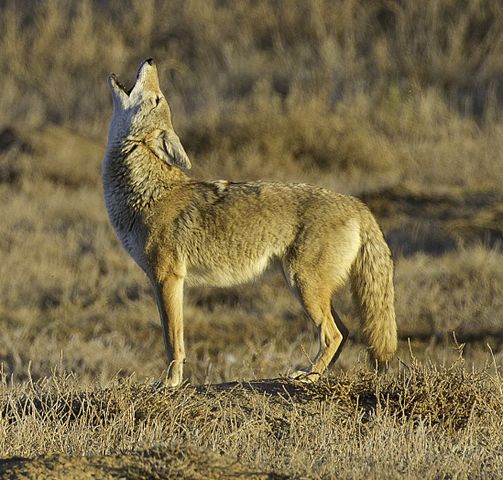 bobcat vs coyote