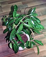 Hoya pubicalyx (hydroponics) 01.jpg