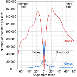 Human photoreceptor distribution.svg20:27, 29 November 2013