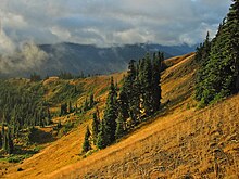 Typical Olympic marmot habitat: a slope on Hurricane Ridge in Olympic National Park HurricaneRidge 7392t.jpg