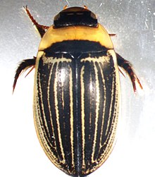 Hydaticus aruspex (f1) .jpg