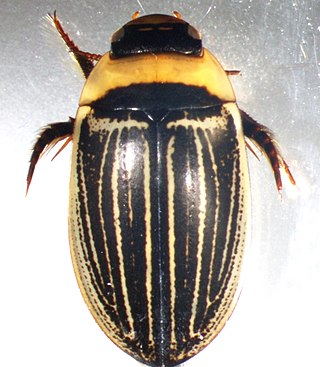 <i>Hydaticus aruspex</i> Species of beetle