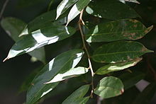 Hydnocarpus venenata barglari.jpg