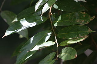 Hydnocarpus venenata Species of flowering plant