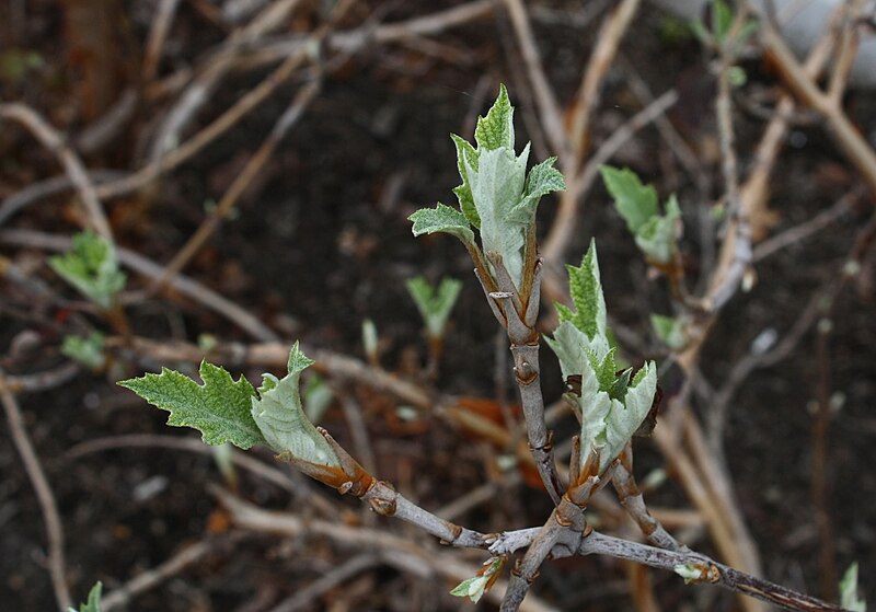 File:Hydrangea quercifolia-SpringLeaf.jpg