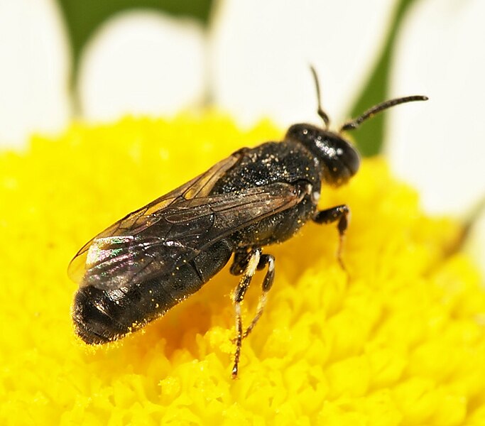 File:Hylaeus.nigritus.male.4.jpg