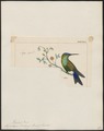 Érione à front bleu (Eriocnemis glaucopoides), dessin du XIXe siècle.