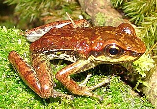 <i>Hylodes meridionalis</i> Species of frog