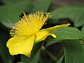 Hypericum calycinum, Dziurawiec kielichowaty, 2010-06-20