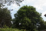 Winter linden (Tilia cordata)