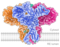 IP3 receptor type 3 a ligand-gated Ca2+ channel. 6DQN.