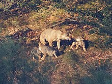 Foto von Wolfswelpen, die ihre Mutter dazu anregen, etwas zu erbrechen