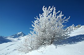 Ice-covered pine tree, Les Arcs, 2012.jpg