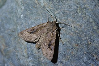 <i>Ichneutica lindsayorum</i> Species of moth
