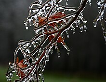 Ice on deciduous tree after freezing rain Icy Japanese Maple branch, Boxborough, Massachusetts, 2008.jpg