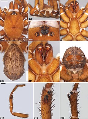 Beschreibung des Bildes von Idiosoma mcnamarai (10.3897-zookeys.756.24397) Abbildungen 307–316.jpg.