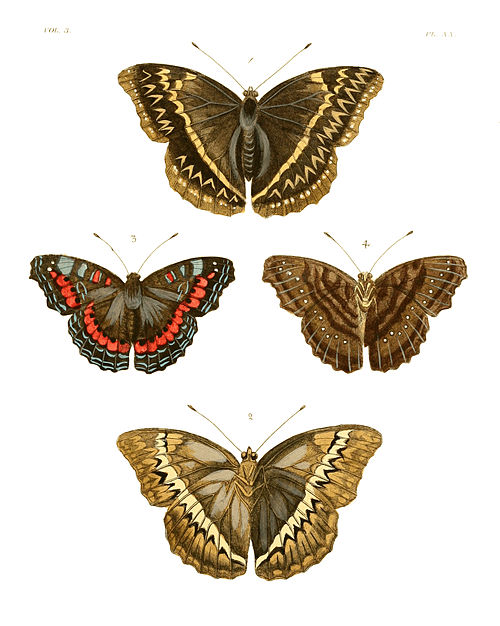 Illustrations of Exotic Entomology III 20.jpg