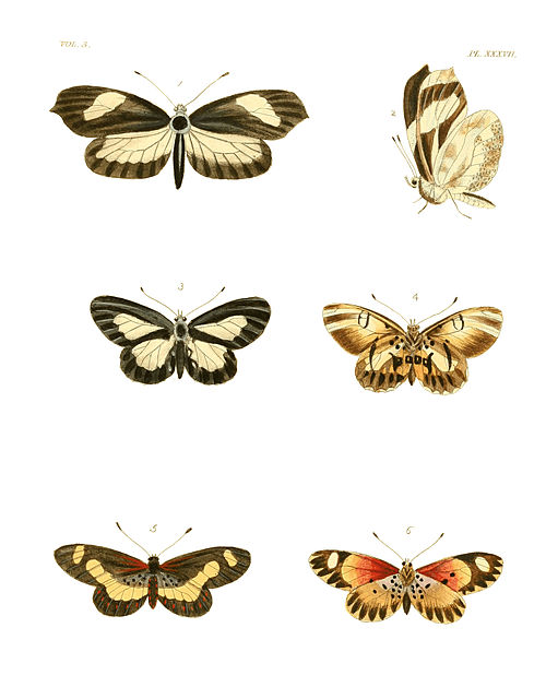 Illustrations of Exotic Entomology III 37.jpg