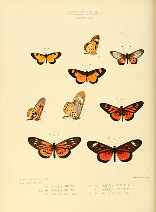 <i>Acraea orina</i> Species of butterfly