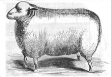 Leicester ram at the 1843 Royal Agricultural Show in Derby Illustrirte Zeitung (1843) 12 182 2 Leicester Schur-Widder des Herrn Stone.PNG