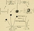 Image from page 187 of "Biology; the story of living things" (1937).jpg
