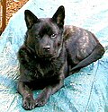 Hình thu nhỏ cho Tập tin:Image of Kai (dog).jpg