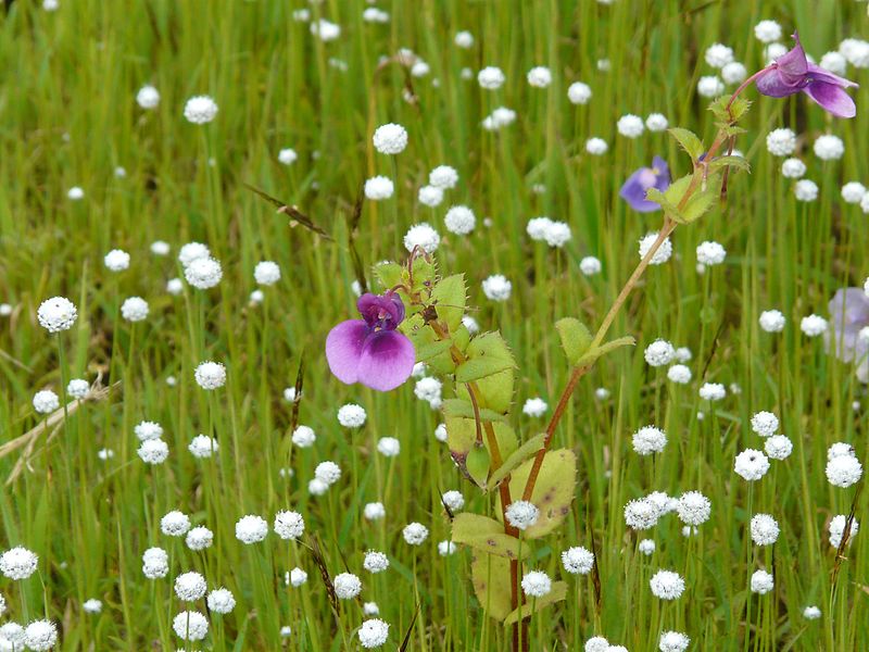 File:Impatiens lawii Hook.f. & Thomson (2898165847).jpg