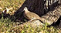 Inca Dove - Columbina inca.jpg