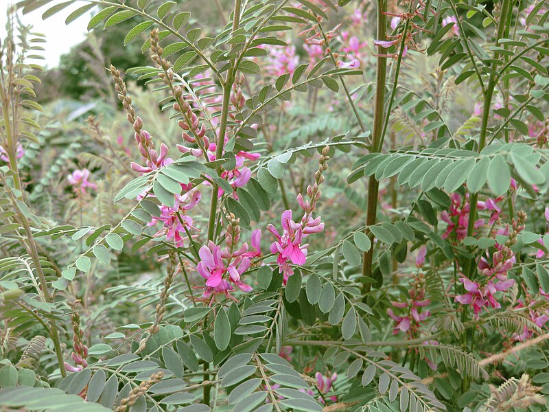 File:Indigofera heterantha.jpg