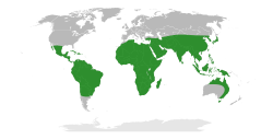 Distribución de la tribu Ingeae.