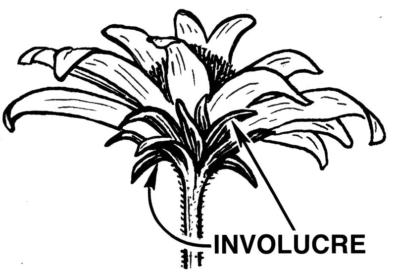 File:Involucre 2 (PSF).png