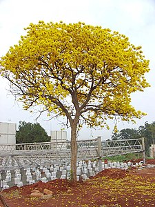 Tabebuia nodosa ou Palo cruz