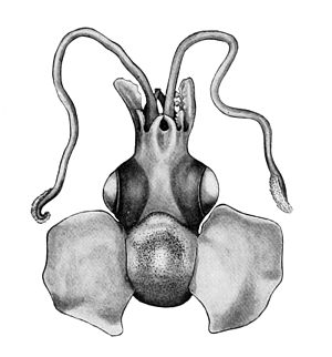 Iridoteuthis iris2.jpg