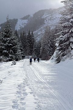 Cross country skiers on a snow covered path between trees
