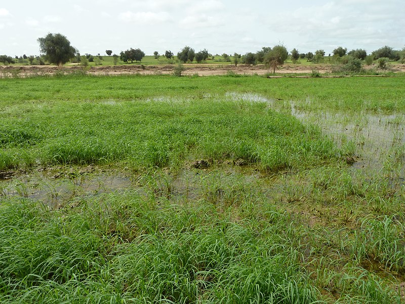 File:Irrigated rice cultivation in the Senegal River Valley - panoramio (30).jpg