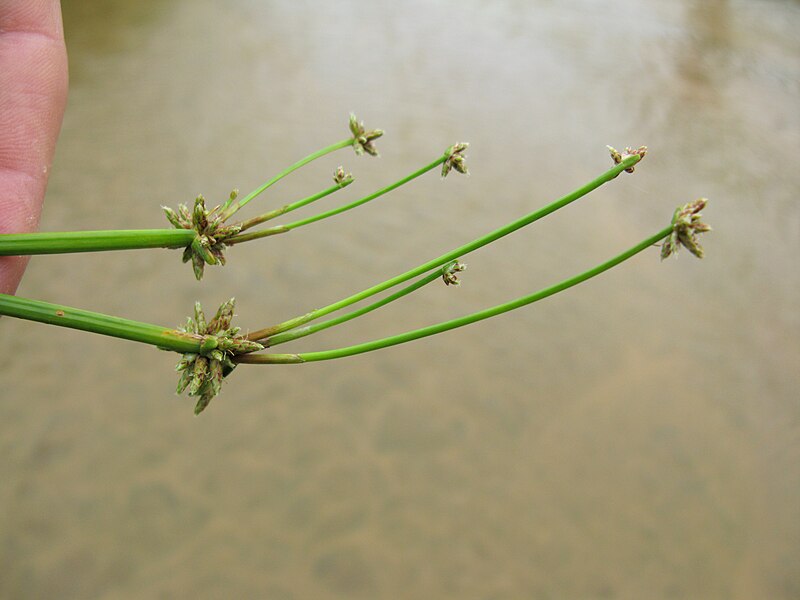 File:Isolepis prolifera flowerhead NZ1.jpg