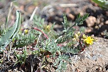 Ivesia webberi usfws.jpg