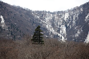 Japanese White Pine Pinus parviflora Miyagi Prefecture.jpg
