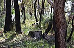 Thumbnail for File:Jarrah stump in Greenmount National Park.jpg