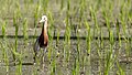 * Nomination Javan pond heron (Ardeola speciosa) 2 an a rice paddy, Tabanan, BaliEka343 16:20, 3 January 2024 (UTC) * Promotion Any chance to reduce the noise? --Plozessor 19:52, 3 January 2024 (UTC) Ya I’ll upload an update with reduced noises using lightroom --Eka343 04:55, 4 January 2024 (UTC) Done for reduce the noise --Eka343 23:12, 5 January 2024 (UTC)  Support Ok now! --Plozessor 05:50, 7 January 2024 (UTC)