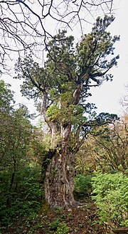 Miniatura per Jōmon Sugi