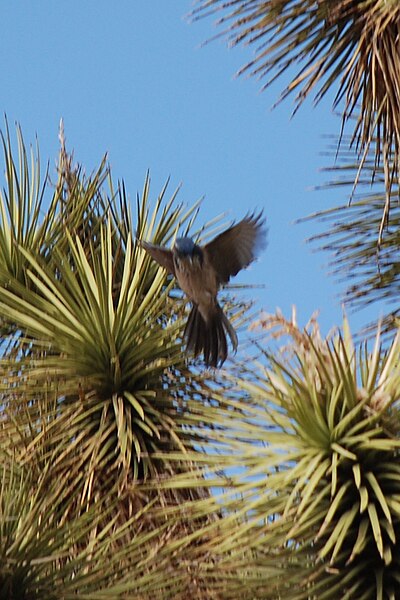 File:Joshua Tree - Western Scrub Jay flying - 2d.jpg