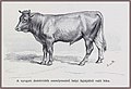 Julius von Blaas Galícia Nyugati dombvidék helyi fajtájú bika, 1899.jpg
