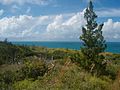 Juniperus bermudiana, spese endemica